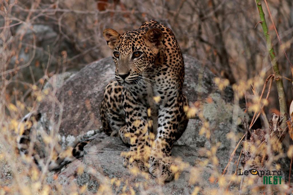 Leopard Nest - Glamping In Yala Hotel ภายนอก รูปภาพ